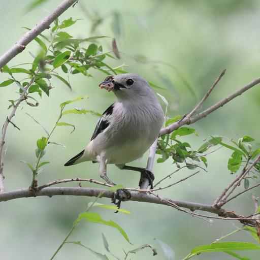 栗喉蜂虎